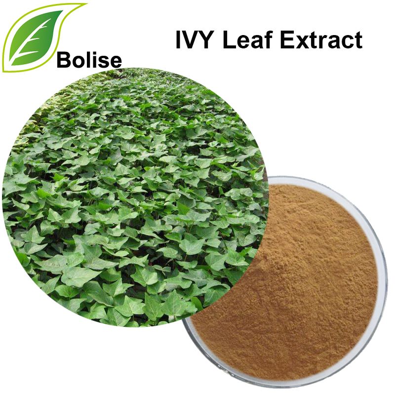 IVY Leaf Extract
