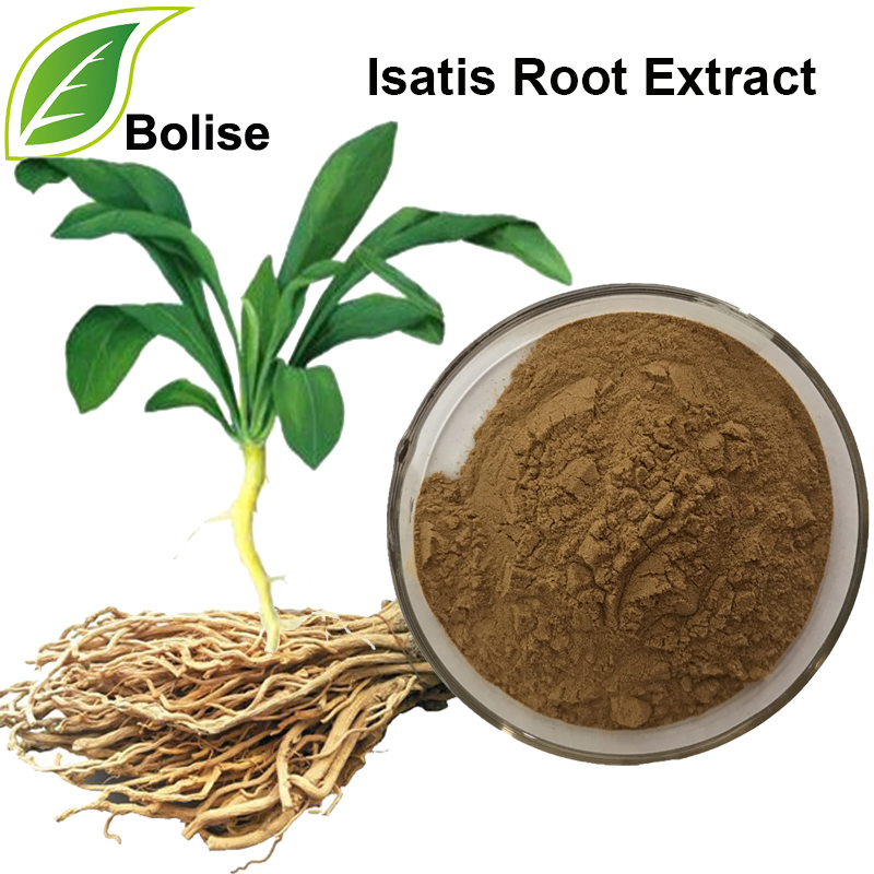 Isatis Root Extract