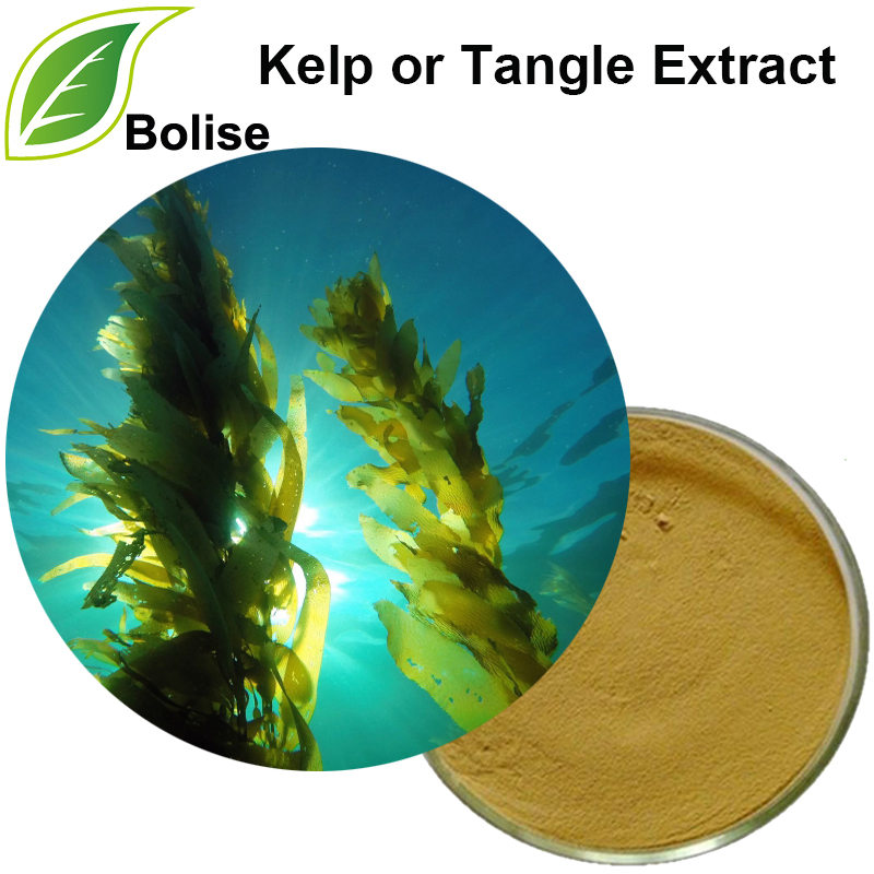 Kelp eller Tangle Extract