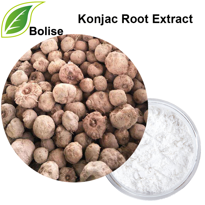 Extracte de root Konjac