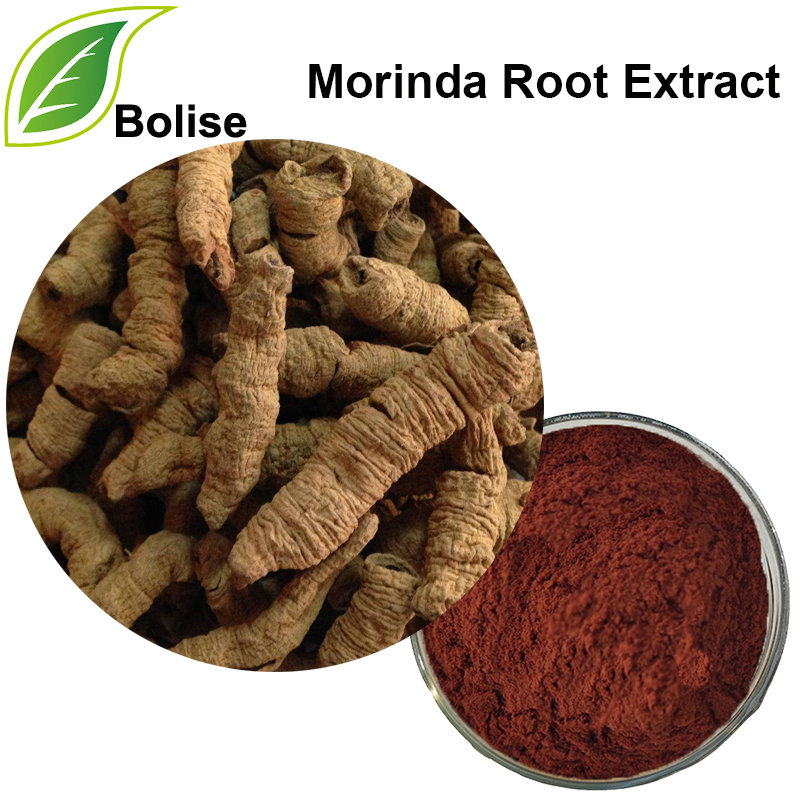 სამკურნალო ინდური თუთის ფესვის ექსტრაქტი (Morinda Root Extract)