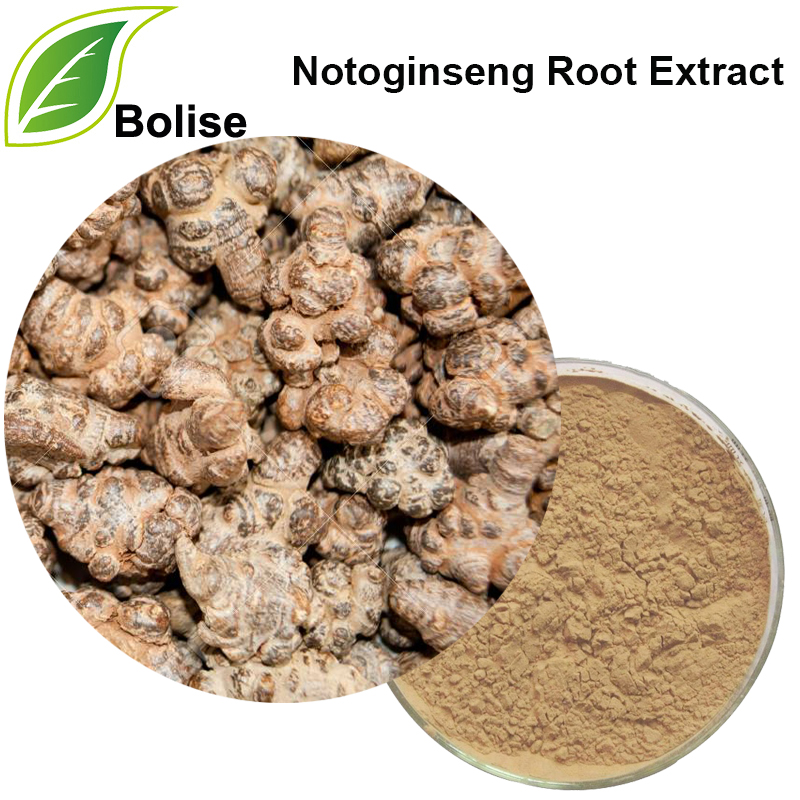 Extracto de raíz de Notoginseng