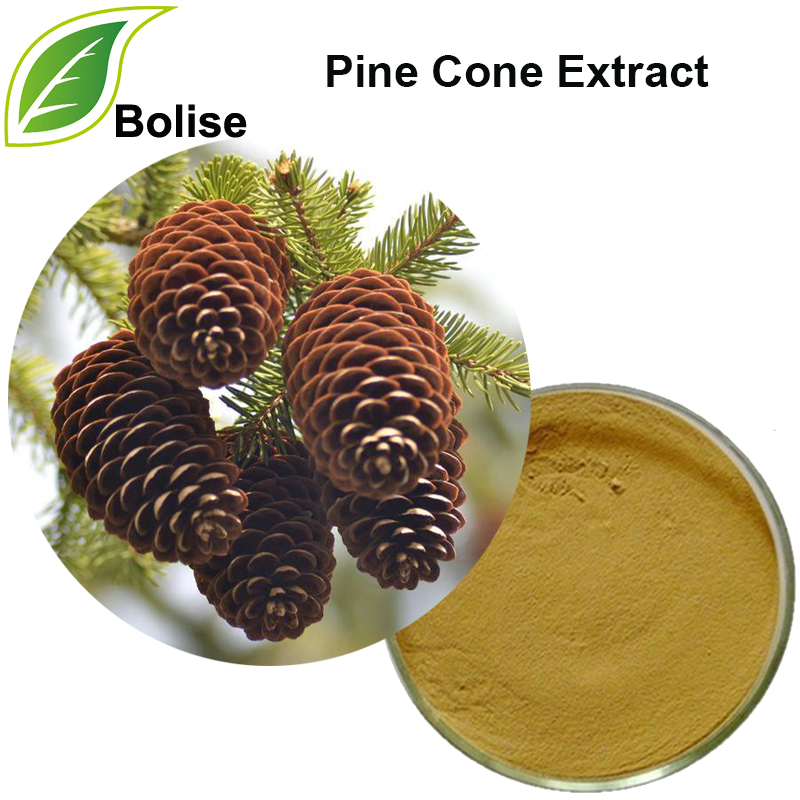 Pine Cone Extract