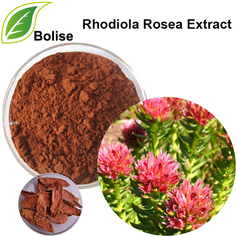 红景天玫瑰提取物（Rhodiola Extract）