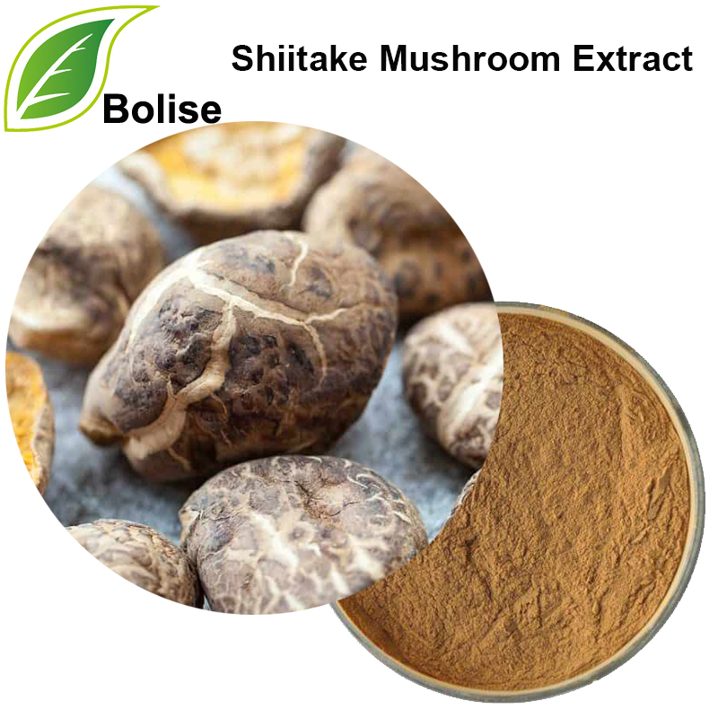 Extrait de champignon shiitake