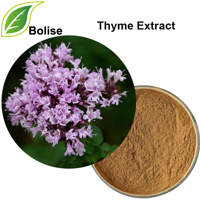 Thyme Extract