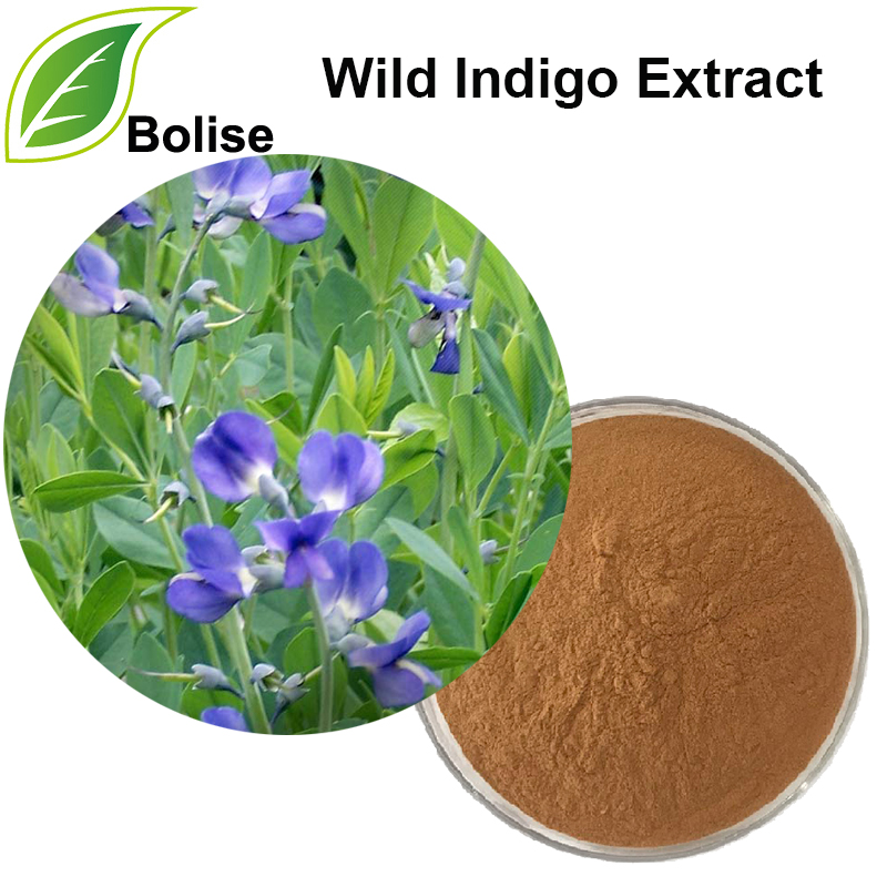 Wild Indigo Extract