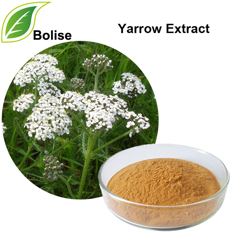 Yarrow Extract (Achillea Millefolium Extract)