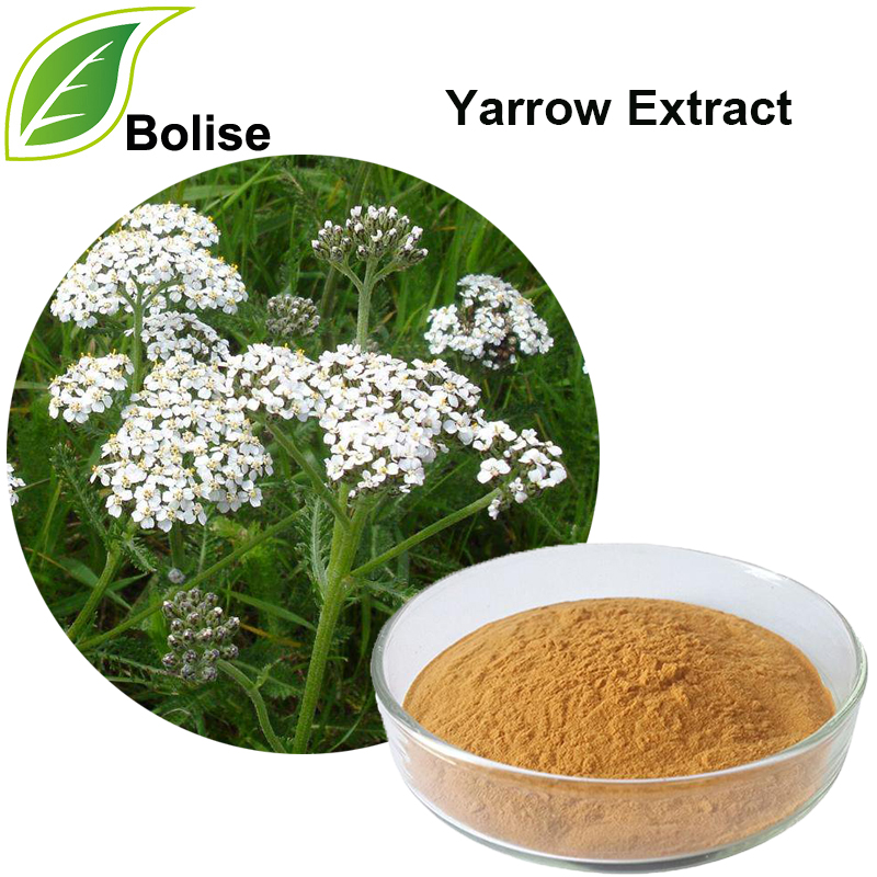 Ekstrakt rmana (izvleček Achillea Millefolium)