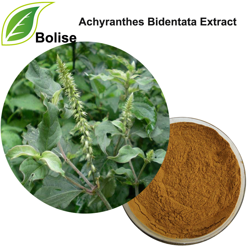 Achyranthes Bidentata Extract