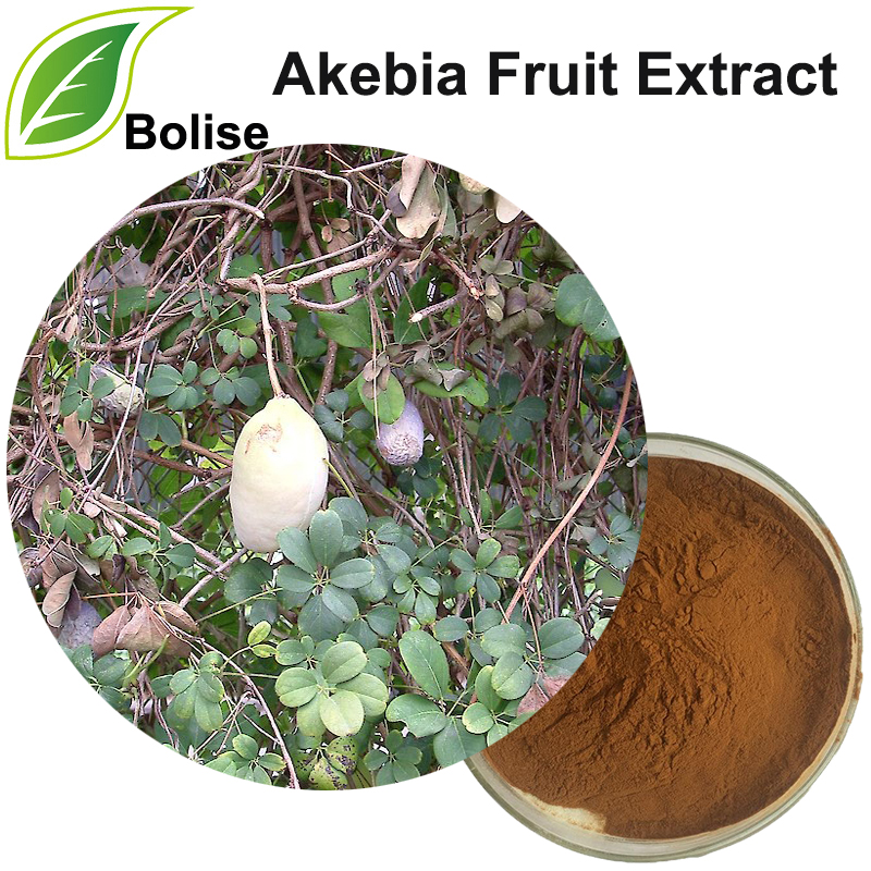 Extrato de fruta Akebia (Extrato de Fructus Akebiae)