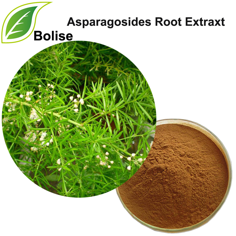 Asparagosides Root Extraxt (extrait de racine d'asperge de Cochinchine)