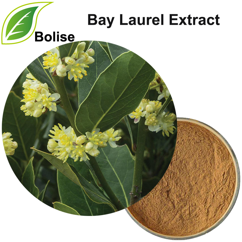 สารสกัดจากเบย์ลอเรล (Laurus Nobilis Extract)