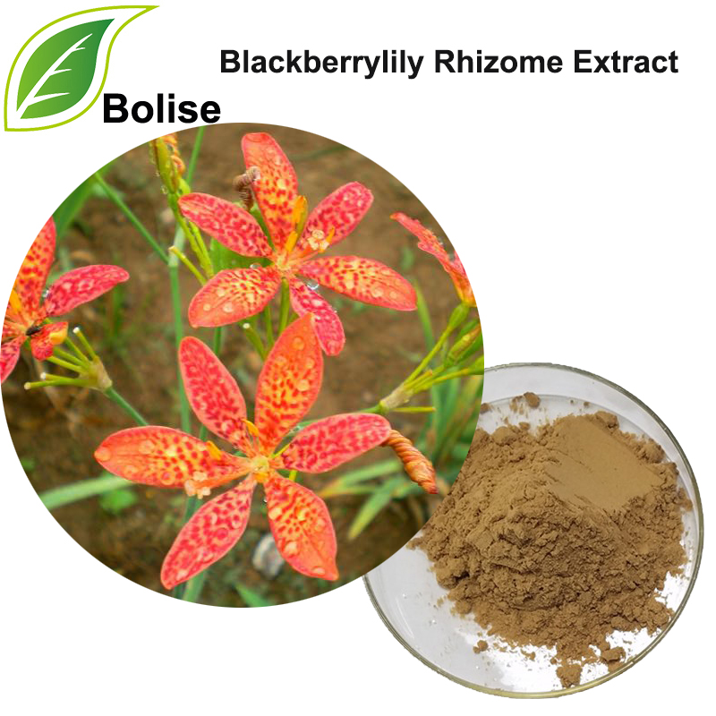 Ekstrak Blackberrylily Rhizome