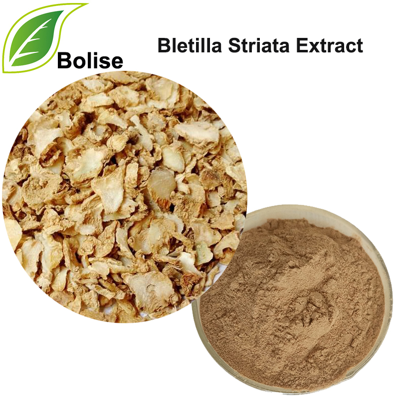 Extracto de Bletilla Striata (Extracto de Rhizoma Bletillae)