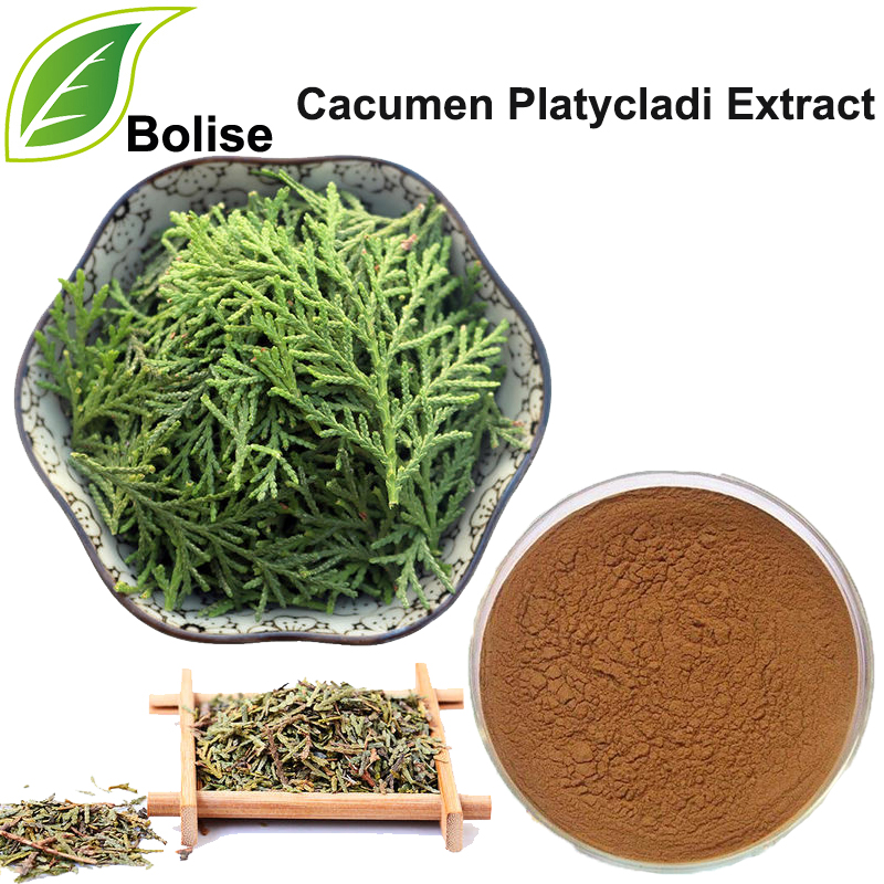 Ekstrakt cacumen platycladi (ekstrakt grančice kineske Arborvitae)