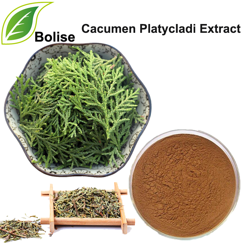 Cacumen Platycladi Extract (Intsik na Arborvitae Twig Extract)