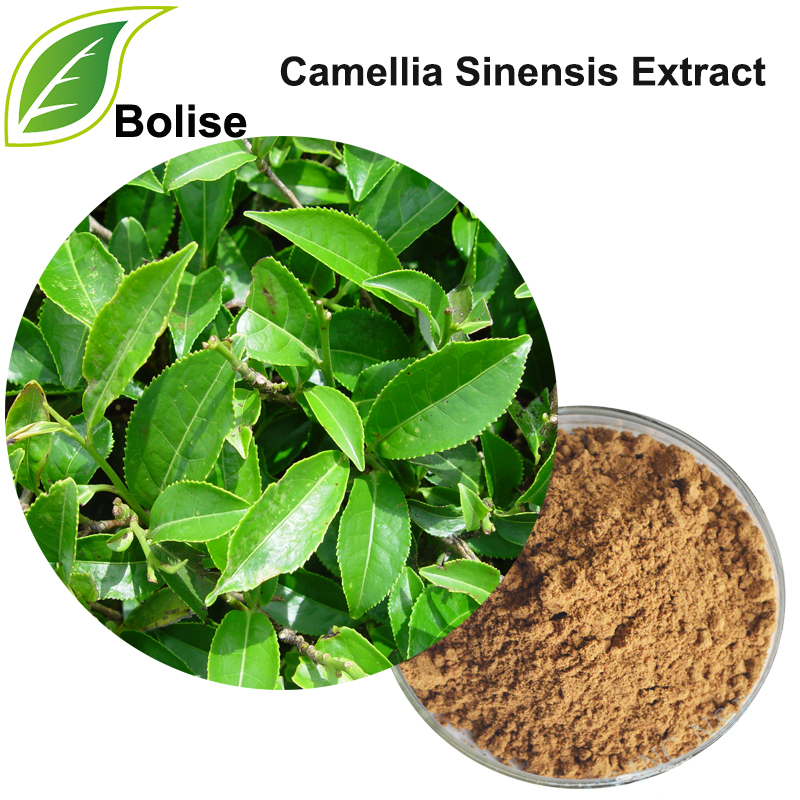 Camellia Sinensis -uute