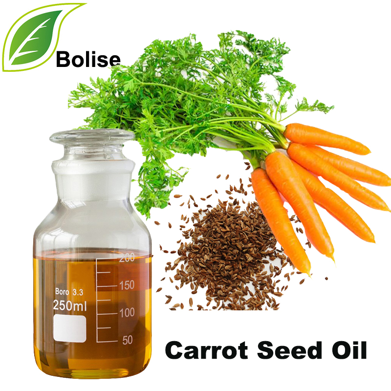 Carrot Seed Oil