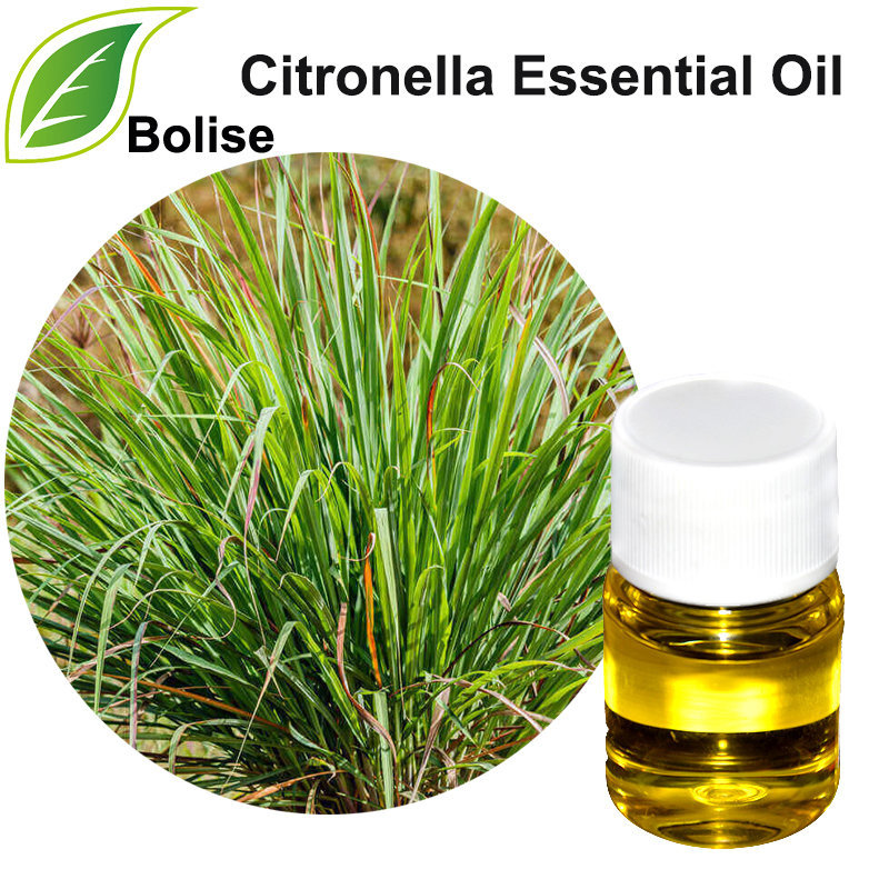 Citronella Essential Oil