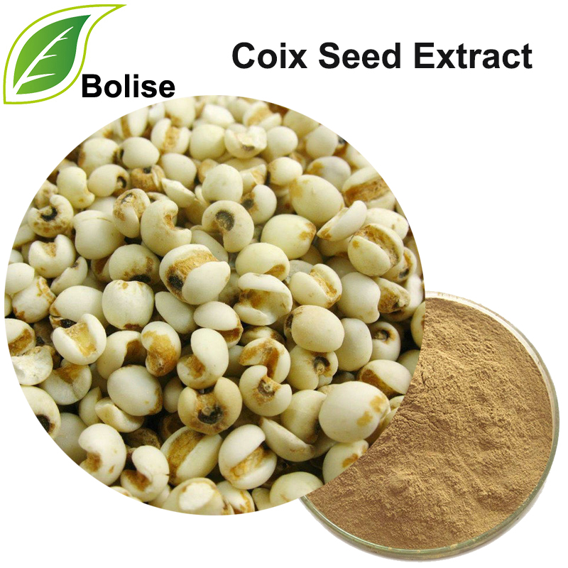 Coix Seed עקסטראַקט (Job's Tear Seed Extract)