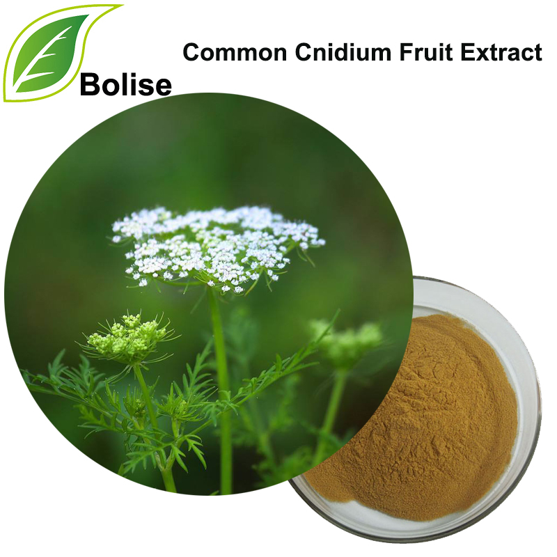 Karaniwang Cnidium Fruit Extract (Fructus Cnidii Extract)