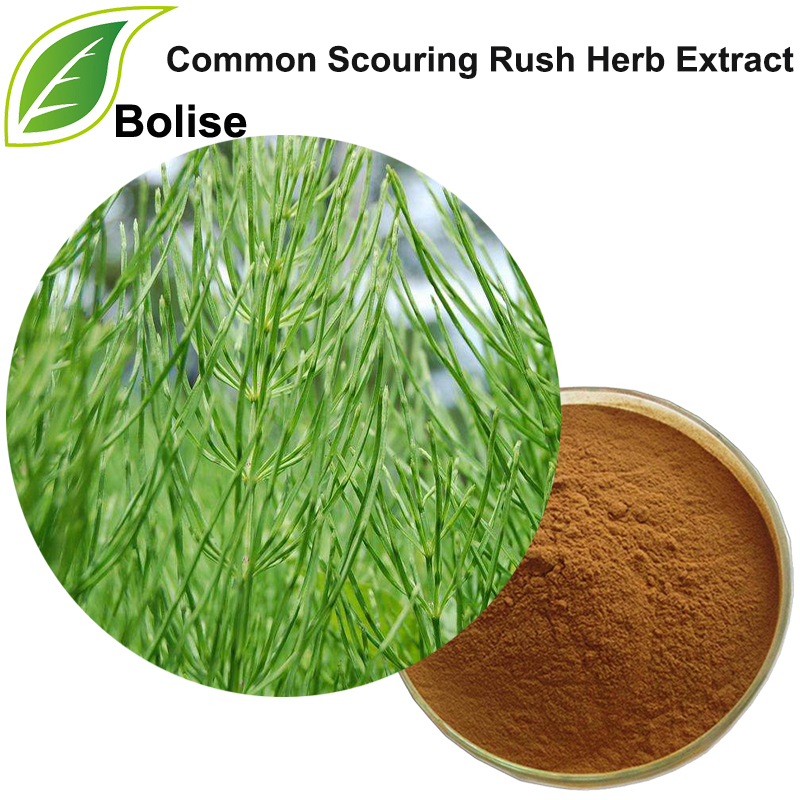 Vanligt skurande Rush Herb Extract (Herba Equiseti Hiemalis Extract)