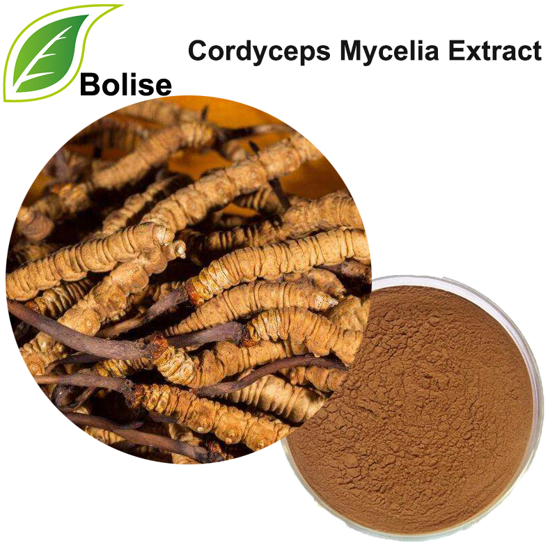 Extrato de Cordyceps Mycelia