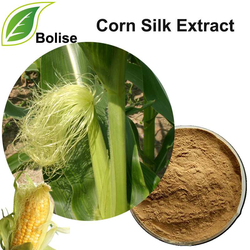 Extracto de seda de maíz (extracto de seda de maíz)
