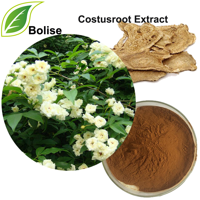 Costusroot Extract (Radix a Aucklandiae extract)