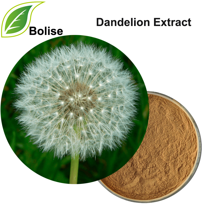 Sliocht Dandelion (Sliocht Taraxacum)