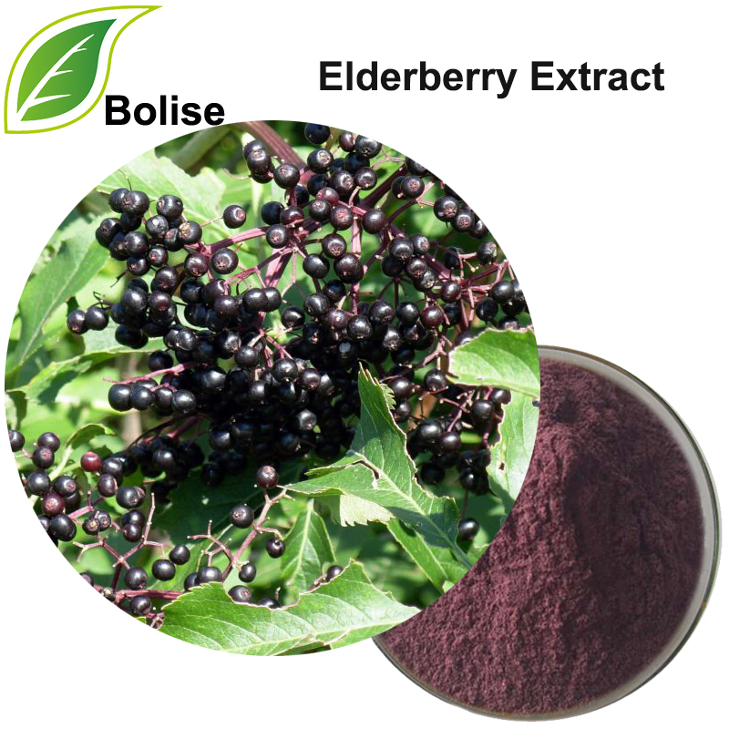 Ekstrak Elderberry (Ekstrak Sambucus Nigra)