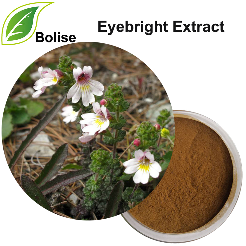 Detholiad Eyebright (Detholiad Euphrasia Officinalis)