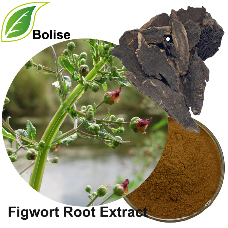 Extracto de raíz de Figwort (Extracto de Radix Scrophulariae)