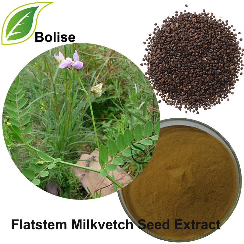 عصاره بذر Milkvetch Flatstem (عصاره Semen Astragali complanati)