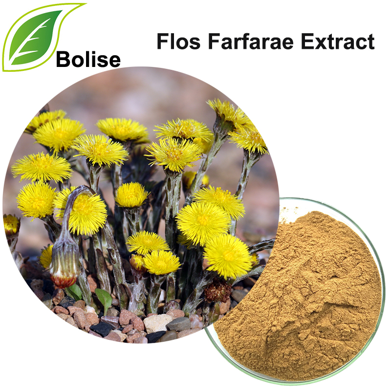 Coltsfoot цэцгийн ердийн ханд (Flos Farfarae ханд)