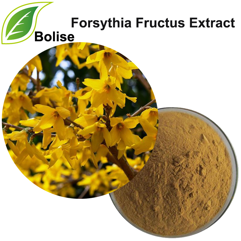 Forsythia Fructus -uute (itkevä Forsythia-uute)