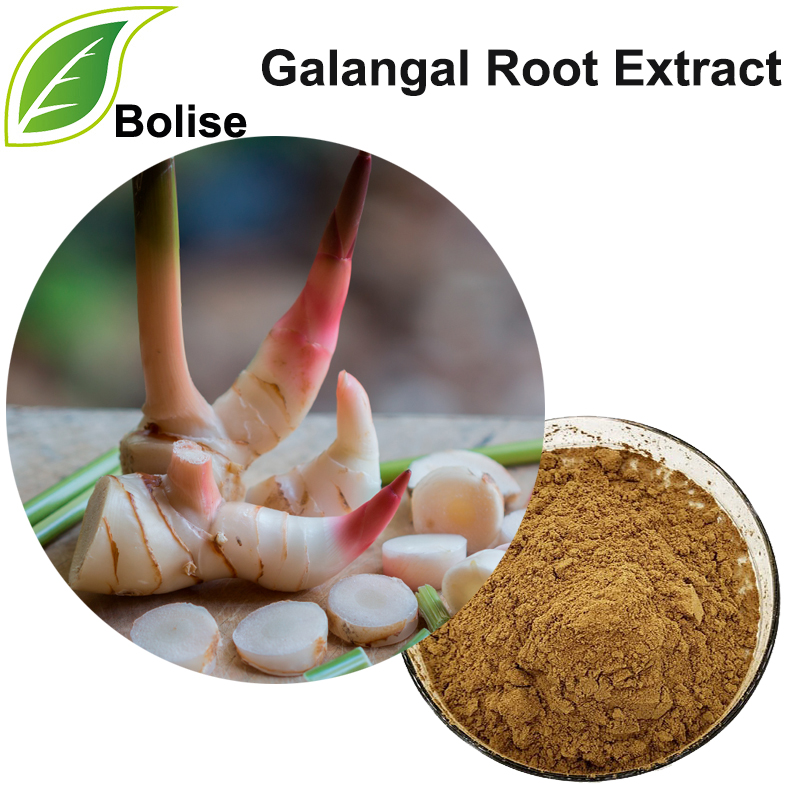 Galangal rót þykkni (Alpinia galanga þykkni)