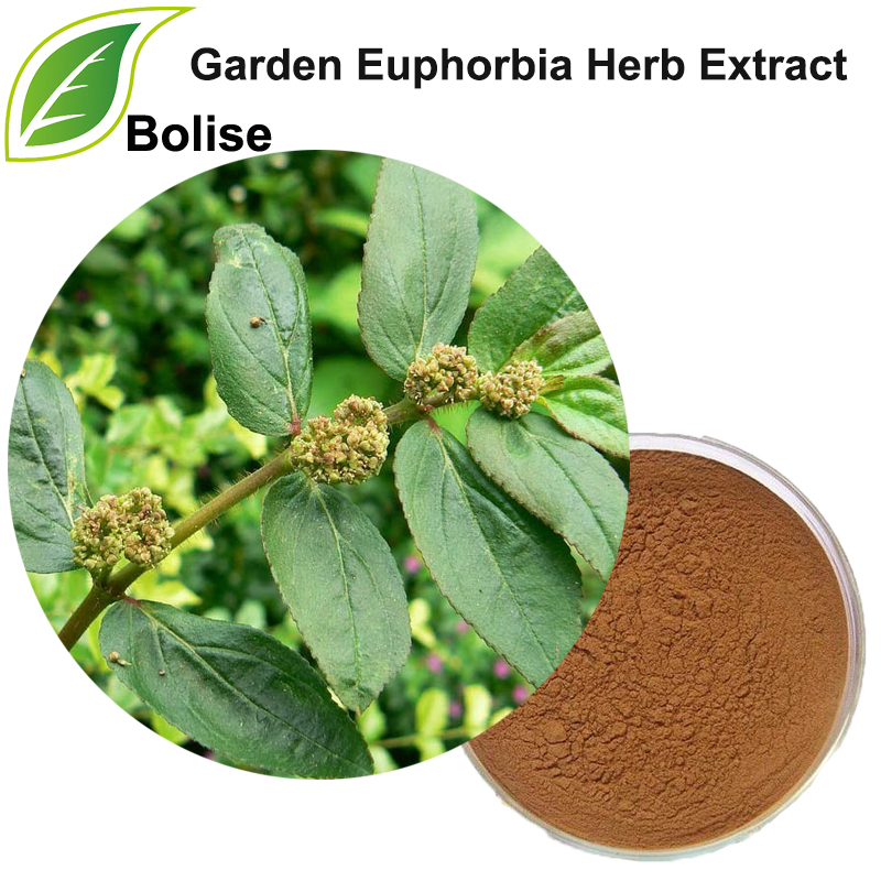 Градински екстракт от билка Euphorbia
