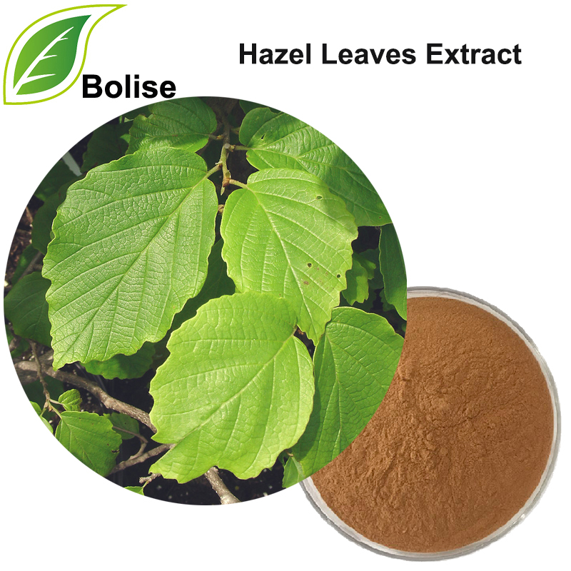 Hazelbladeren Extract