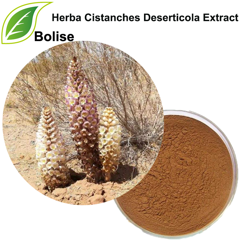 Herba Cistanches Deserticola útdráttur (Cistanche útdráttur í eyðimörk)