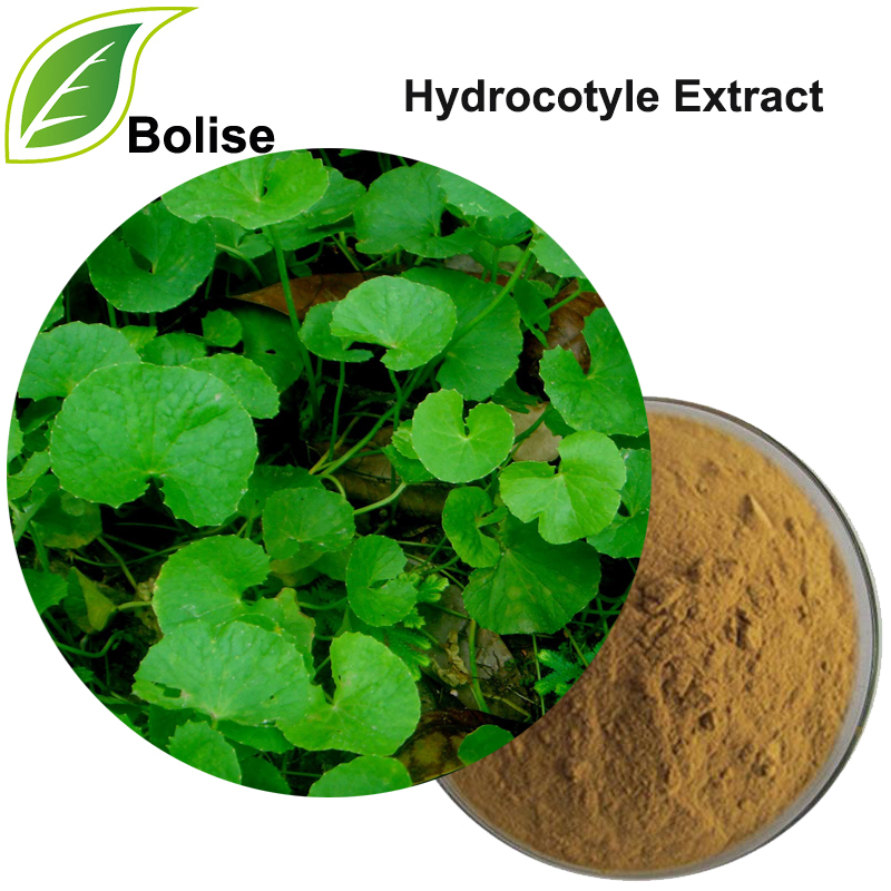 Hydrocotyle Extract (잔디 Pennywort 허브 추출물)