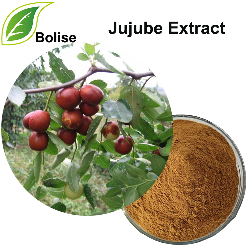 Jujube-Extrakt (Spine Date Seed Extract)