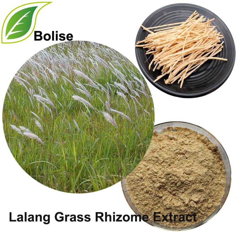 Extract de rizom de iarbă Lalang (extract de iarbă de canapea)
