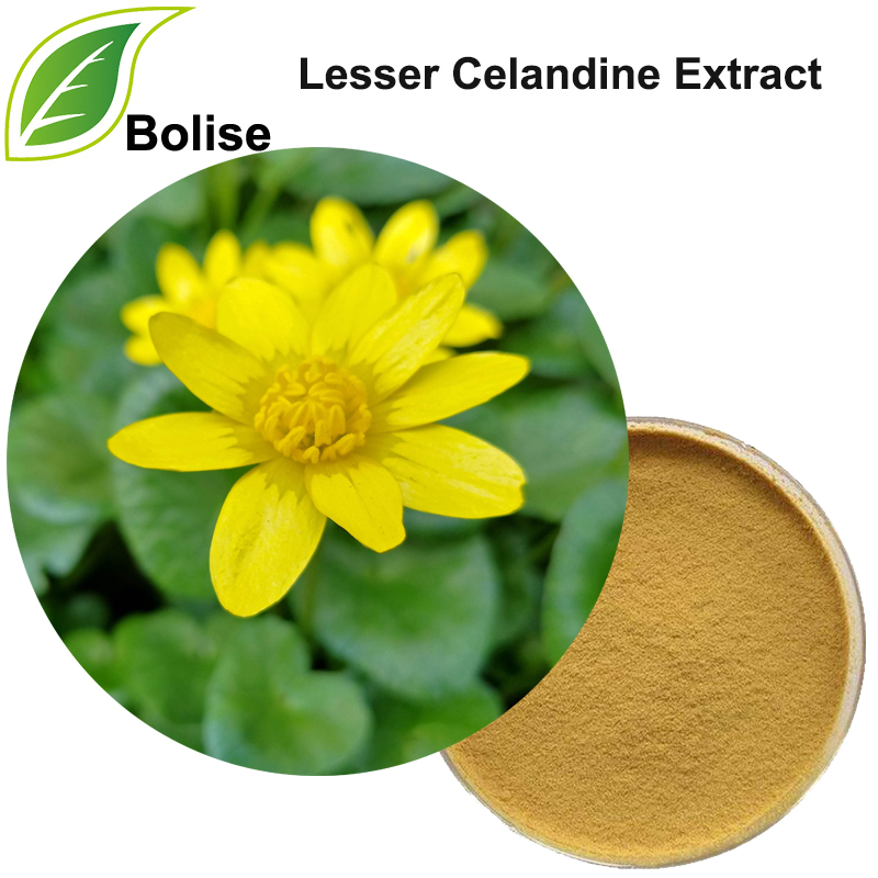 Ekstrak Celandine yang lebih rendah (Ekstrak Pilewort)