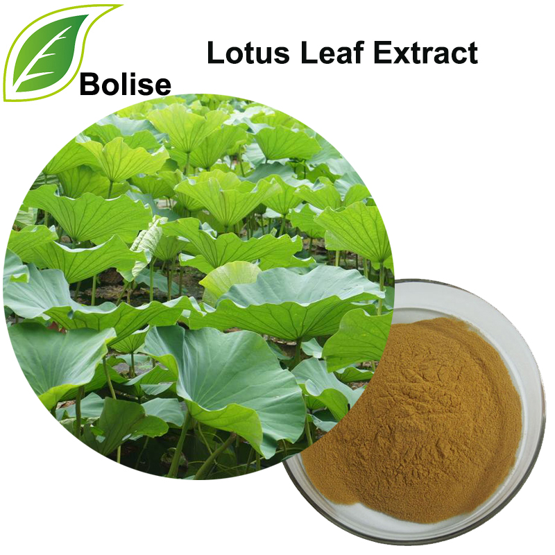 Detholiad Lotus Leaf