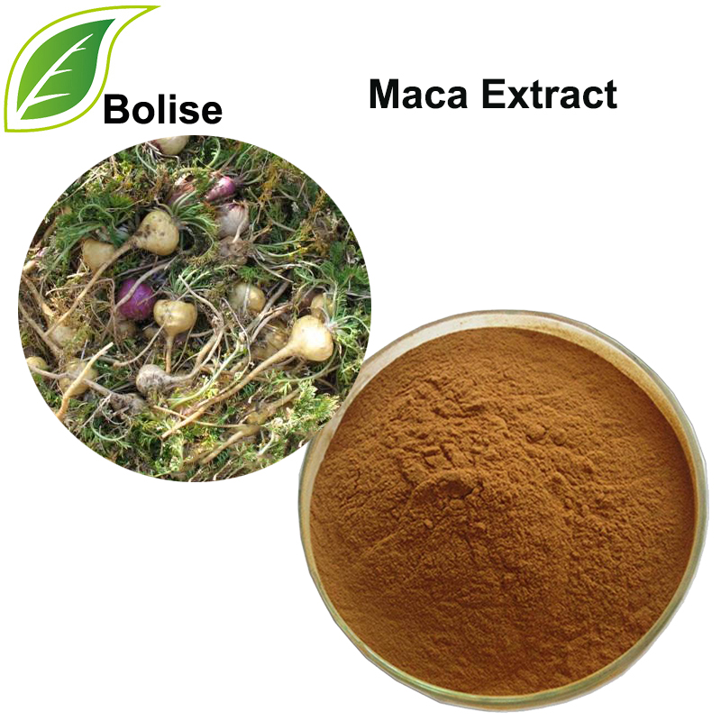 Ekstrak Ginseng Peru (Ekstrak Maca)