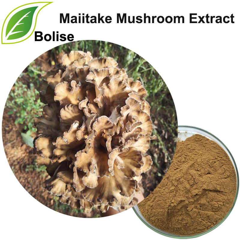 Extracte de bolets Maiitake