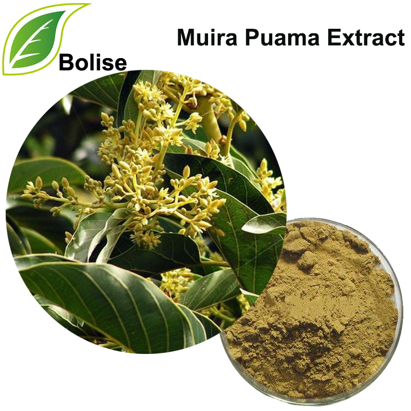 Muira Puama Extract Muira Puama Extract