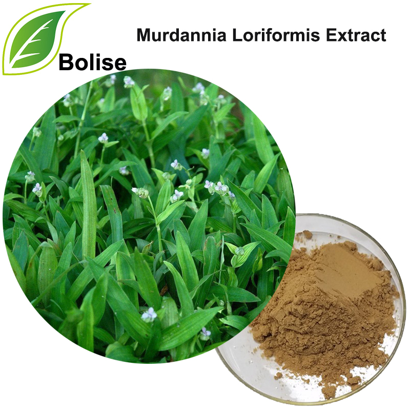 สารสกัดจาก Murdannia Loriformis